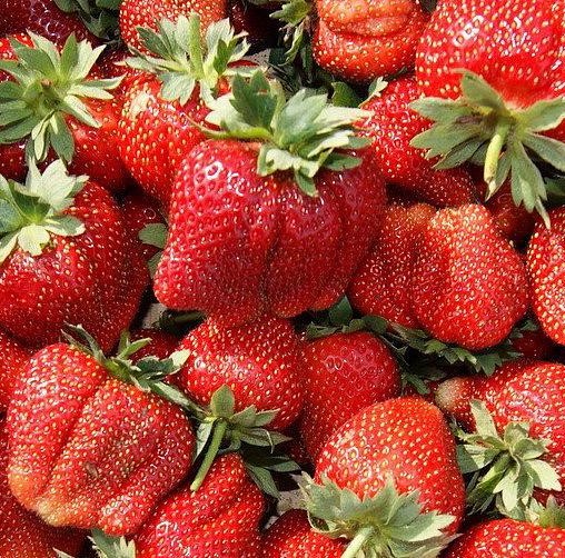 Клубника Мармелада (крупноплодная)