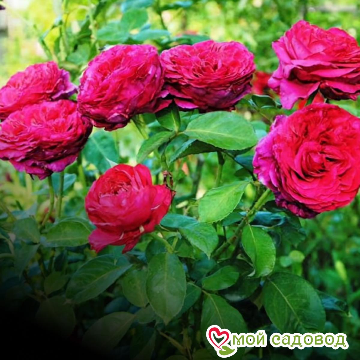 Роза Ля Роз Де Катрэ Вен