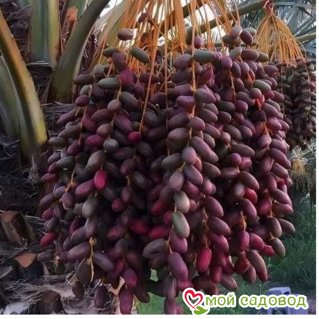 Виноград Блэк Перпл